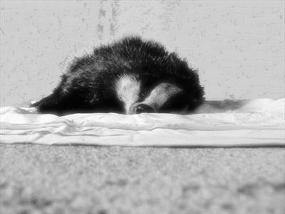 badger by charlie mclenahan, Photography